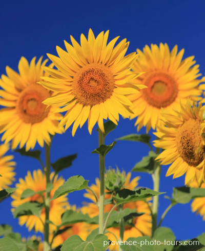 Provence Sunflowers