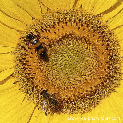 Provence Sunflower